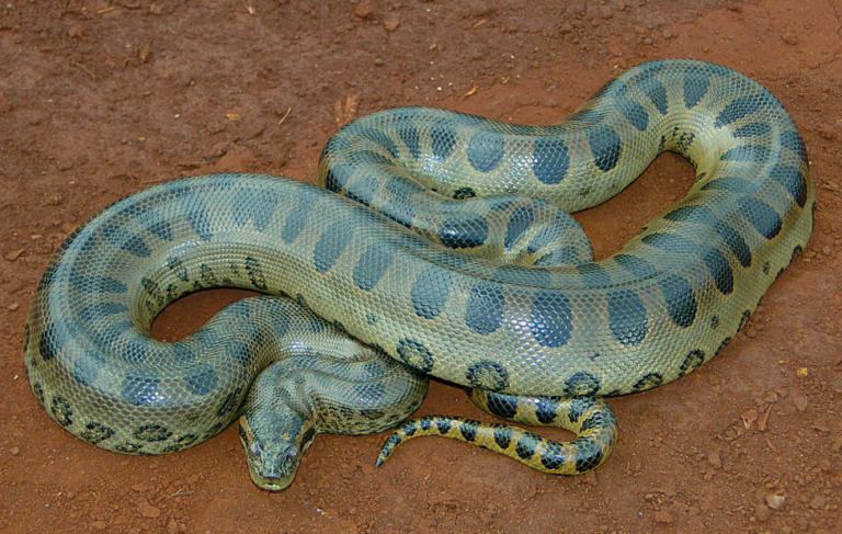 Anaconda Verde Scheda Allevamento Alimentazione E Caratteristiche anaconda-verde-scheda-allevamento-alimentazione-e-caratteristiche